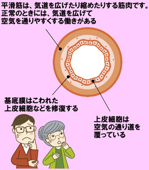 正常な気道の断面